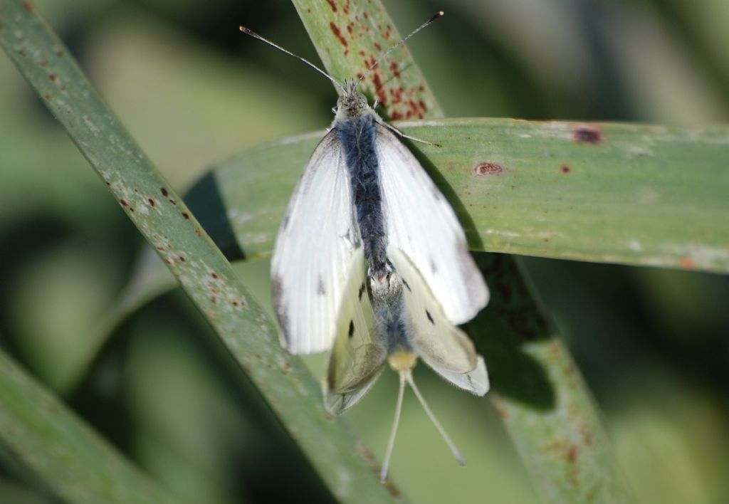 Pieris?